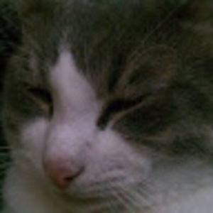 Meet your Posher, Nicholas